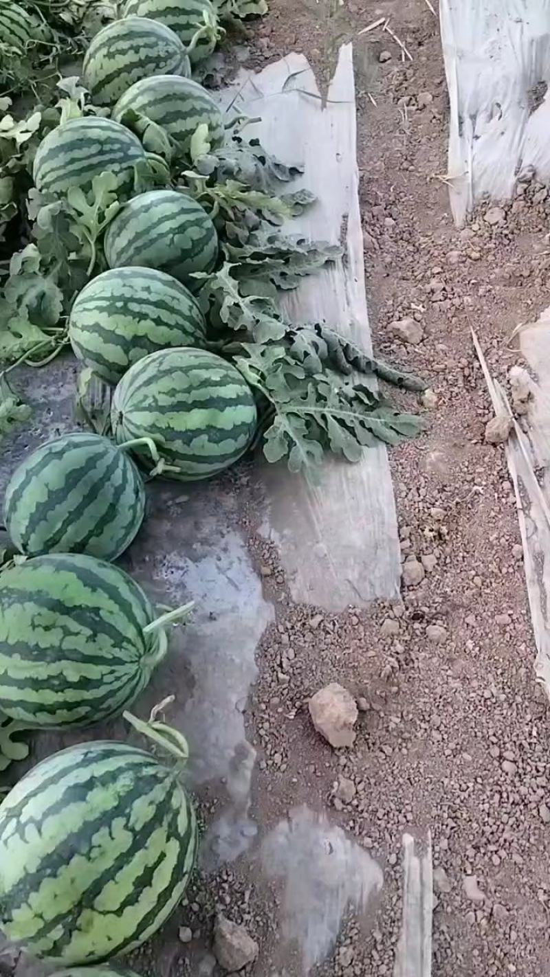 无籽美都西瓜