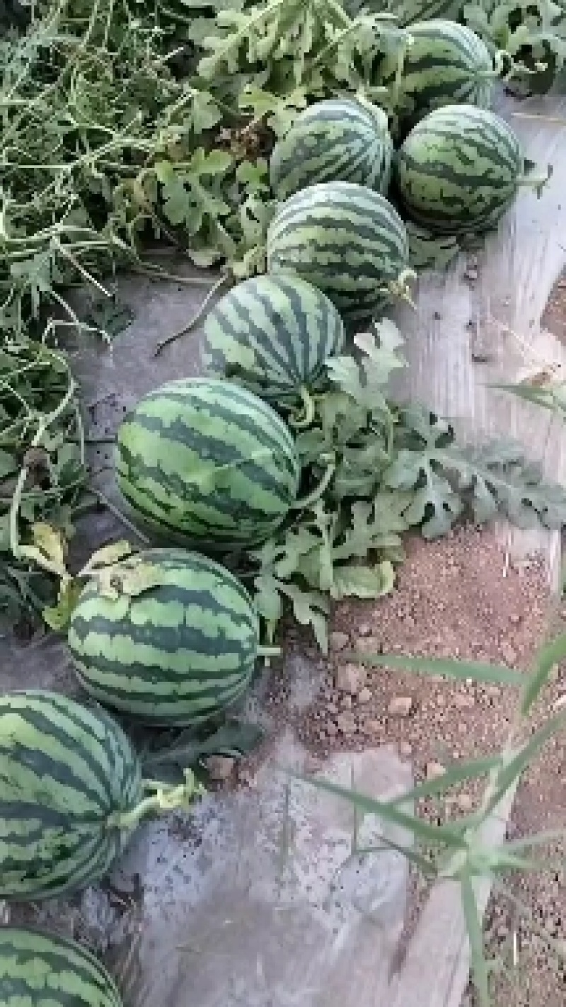 无籽美都西瓜