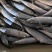 2-3只/斤灯光船冻青鱼