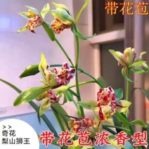 浓香型兰花黎山狮王带花剑原盆原土10苗2花起批