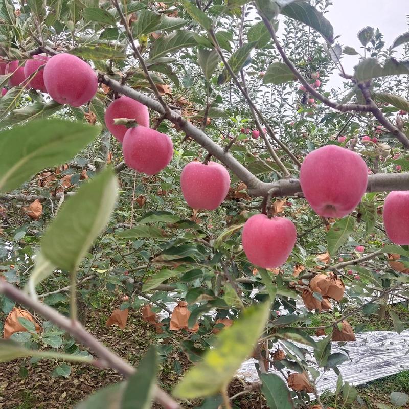 陕西省渭南市白水苹果