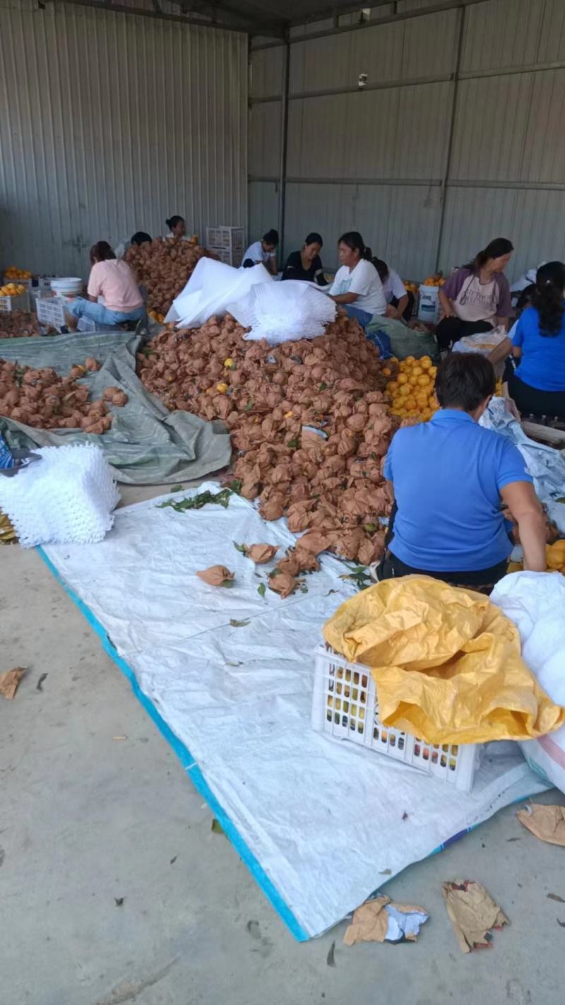 陕西大荔西尾黄桃大量上市，货源充足，需要联系