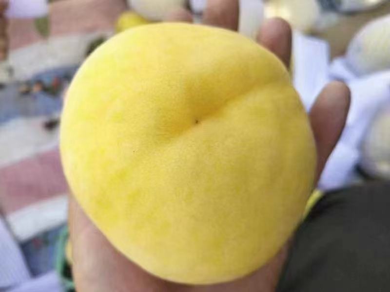 陕西大荔西尾黄桃大量上市，货源充足，需要联系