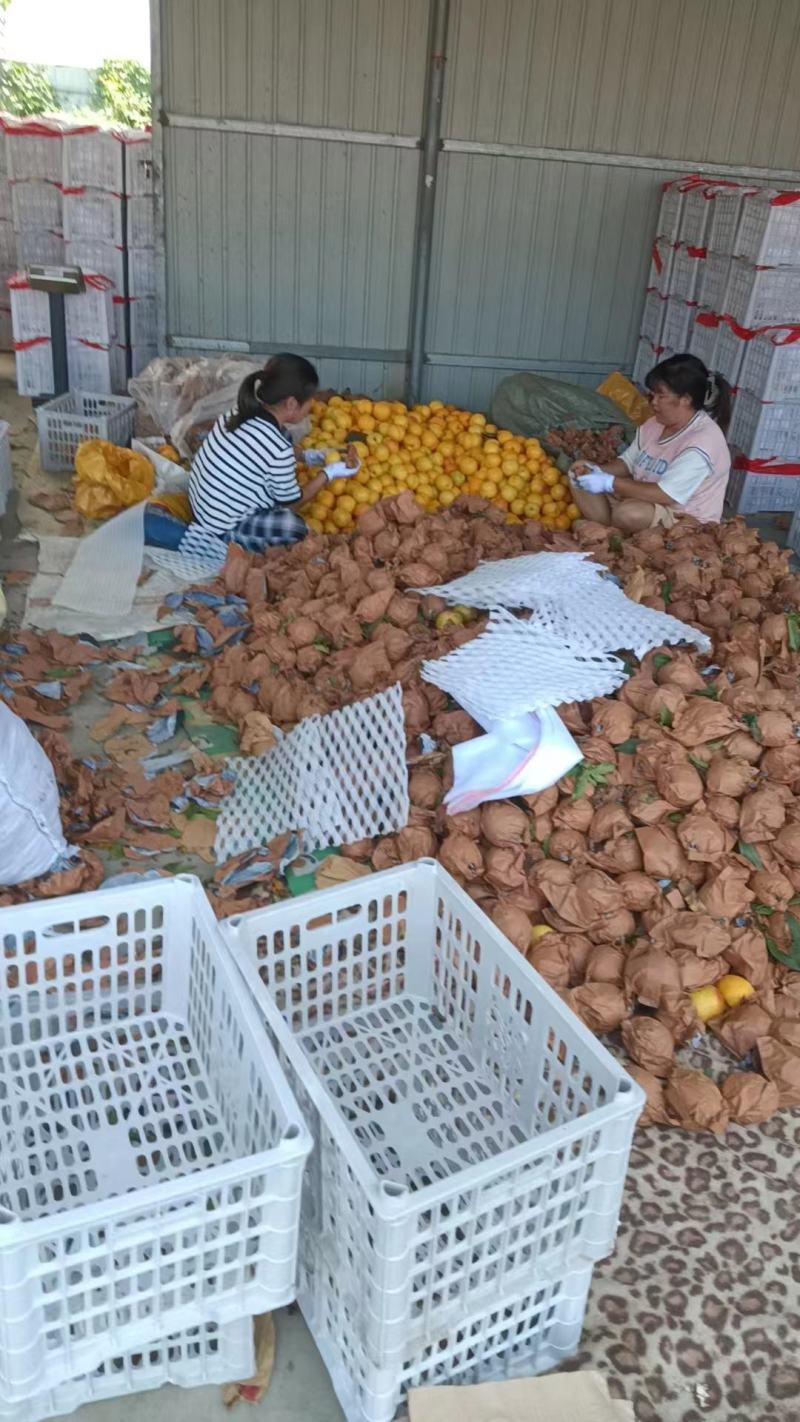 陕西大荔西尾黄桃大量上市，货源充足，需要联系