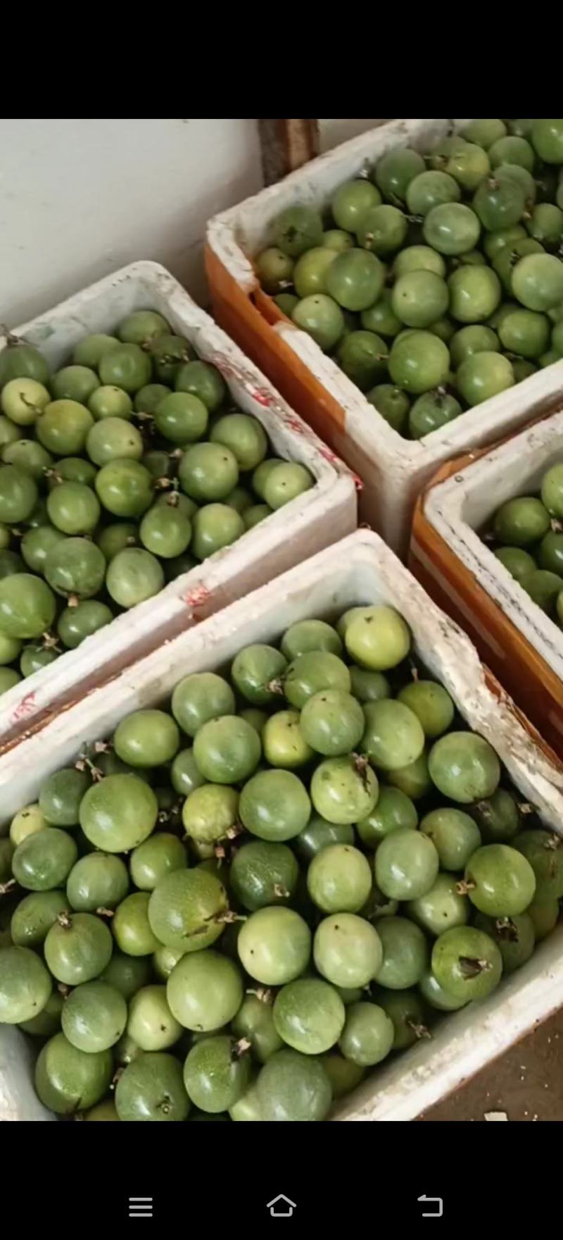 软蜜九号百香果