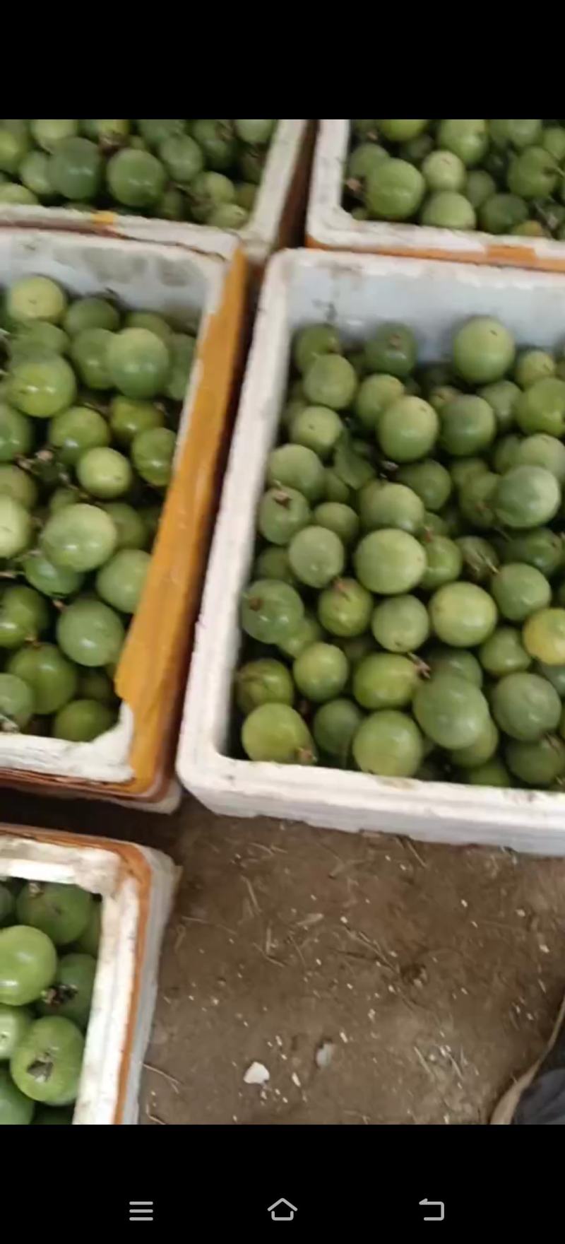 软蜜九号百香果