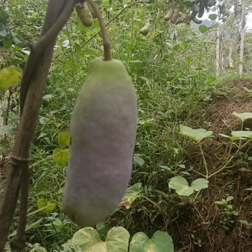 八月瓜