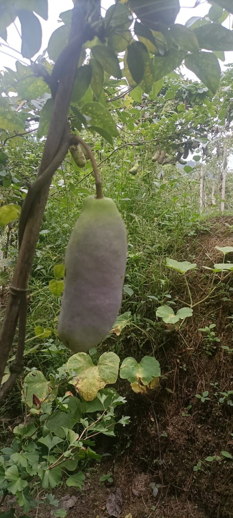 八月瓜