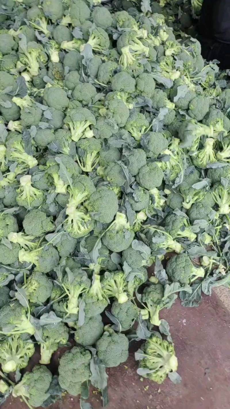 基地精品西兰花，个头均匀，产地直发，市场，电商诚信经营。