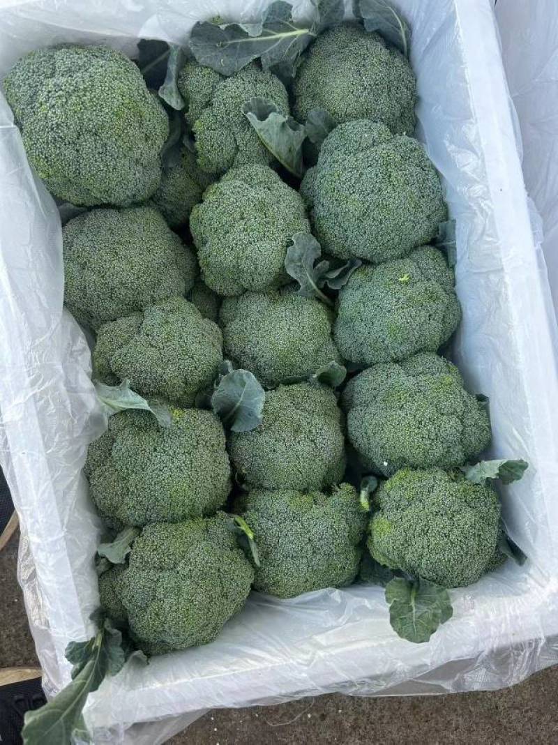 基地精品西兰花，个头均匀，产地直发，市场，电商诚信经营。