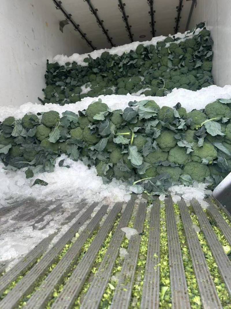 基地精品西兰花，个头均匀，产地直发，市场，电商诚信经营。