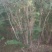 丛生紫荆高2.3~2.8米冠幅100厘米~150厘米
