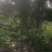 丛生紫荆高2.3~2.8米冠幅100厘米~150厘米
