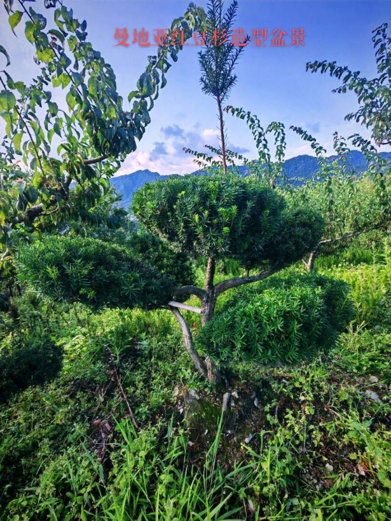 四川“夏禹林”曼地亚红豆杉造型盆景基地发货