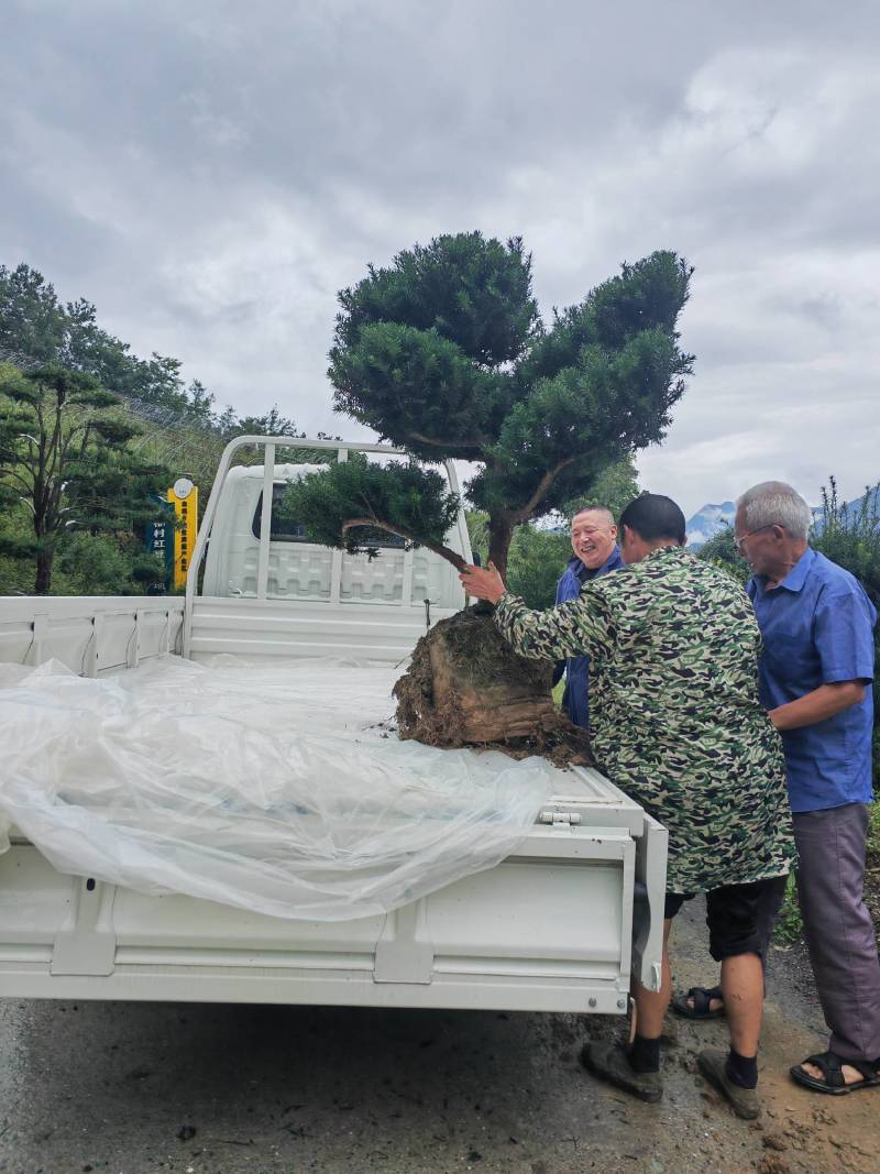 四川“夏禹林”曼地亚红豆杉造型盆景基地发货