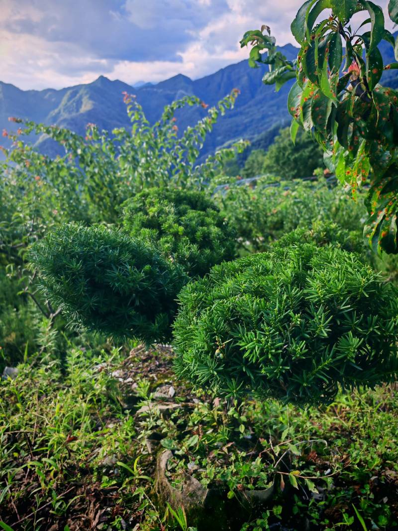 四川“夏禹林”曼地亚红豆杉造型盆景基地发货