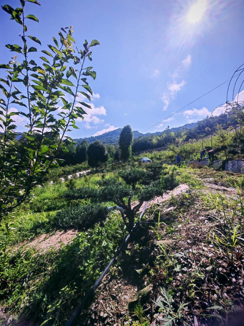 四川“夏禹林”曼地亚红豆杉造型盆景基地发货