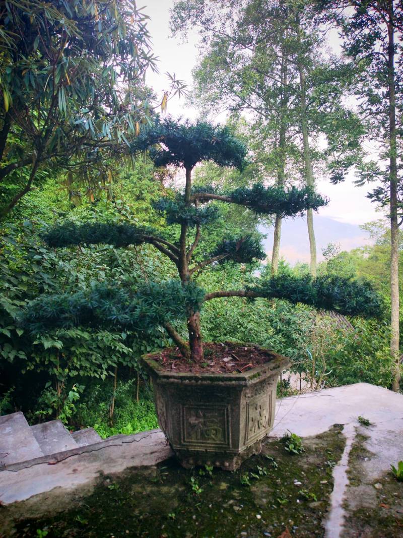 四川“夏禹林”曼地亚红豆杉造型盆景基地发货