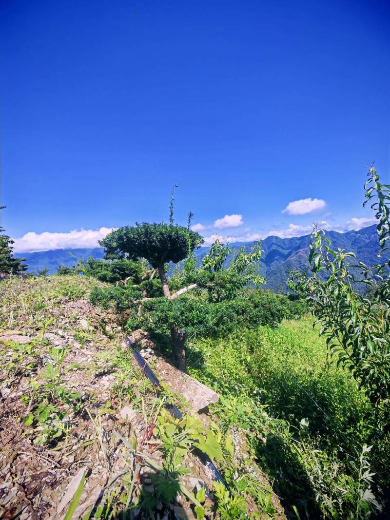 四川“夏禹林”曼地亚红豆杉造型盆景基地发货
