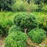 四川“夏禹林”曼地亚红豆杉造型盆景基地发货