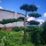四川“夏禹林”曼地亚红豆杉造型盆景基地发货