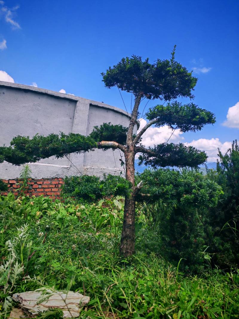 四川“夏禹林”曼地亚红豆杉造型盆景基地发货