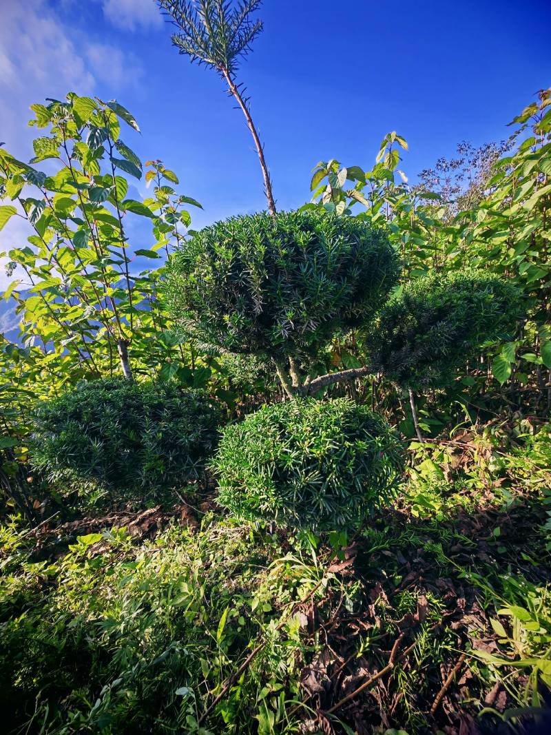 四川“夏禹林”曼地亚红豆杉造型盆景基地发货