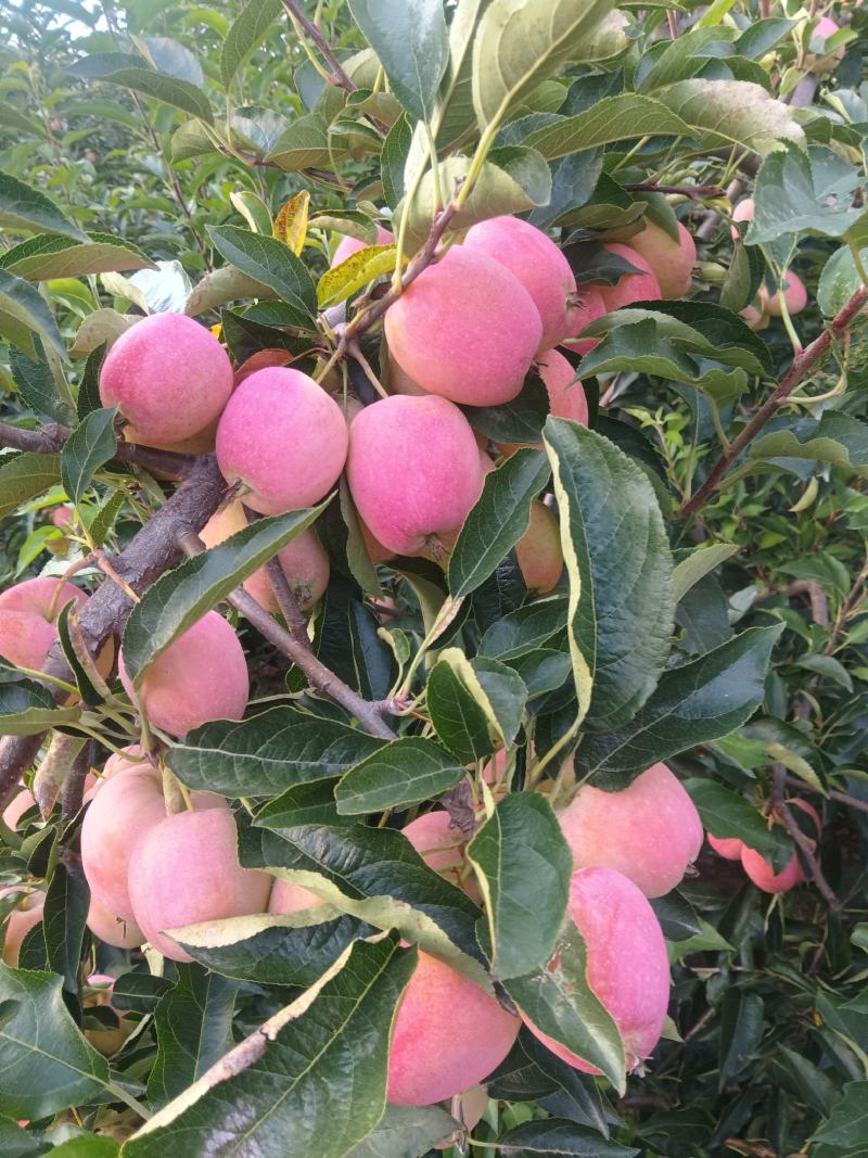 鸡心果