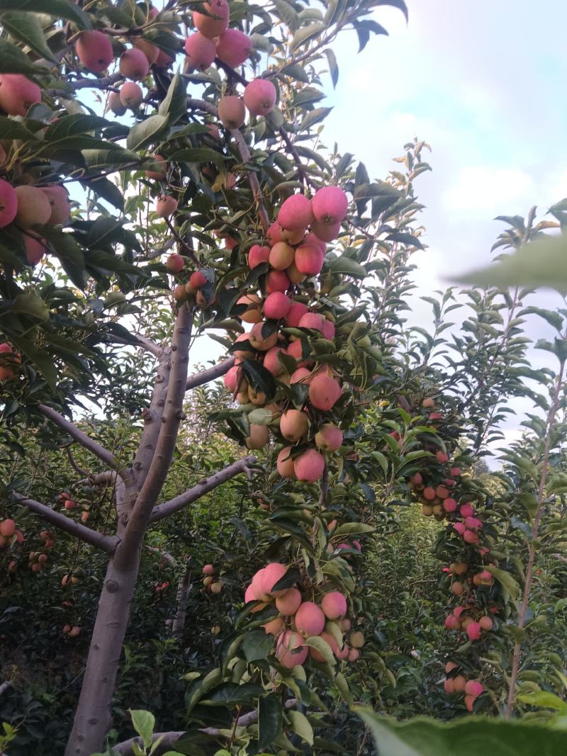 鸡心果