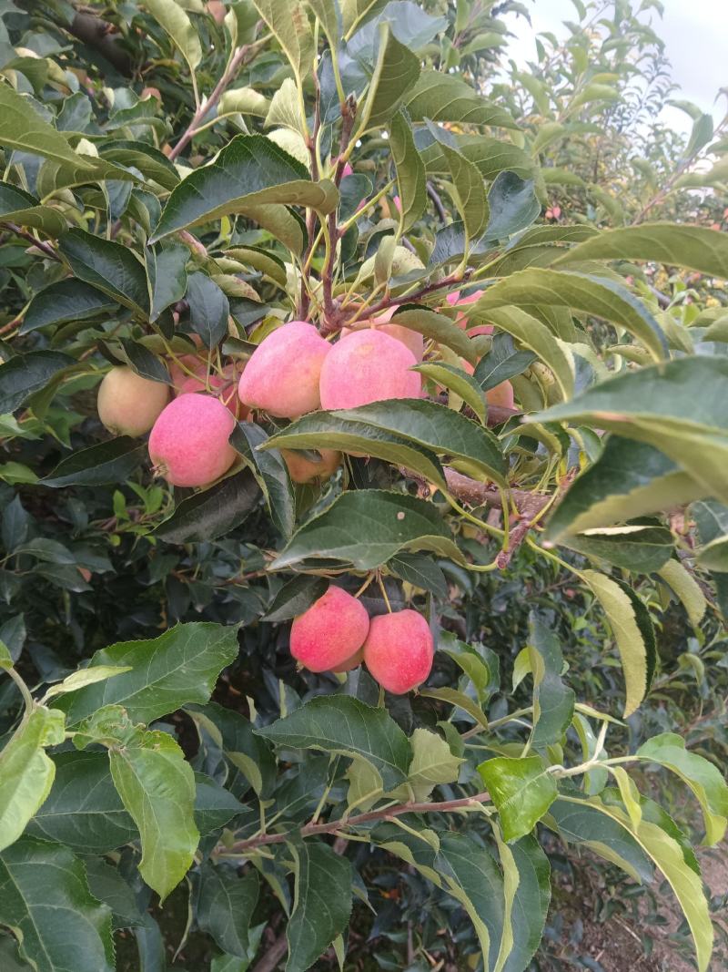鸡心果