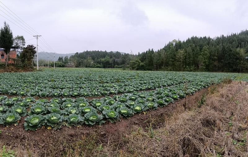 土地转让四川南充市蓬安县营山县河边沙地出租