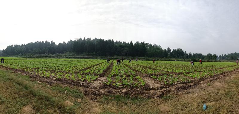 土地转让四川南充市蓬安县营山县河边沙地出租