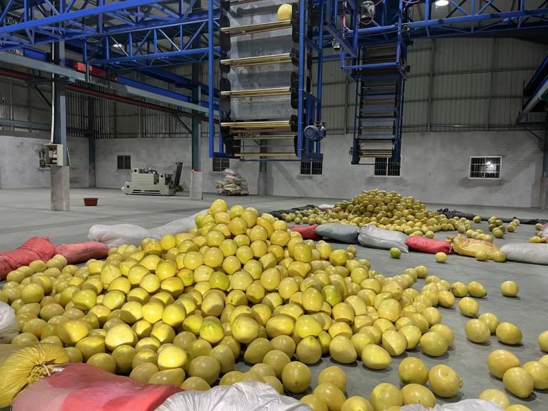 新鲜上市正宗福建平和琯溪蜜柚白肉蜜柚鲜嫩多汁