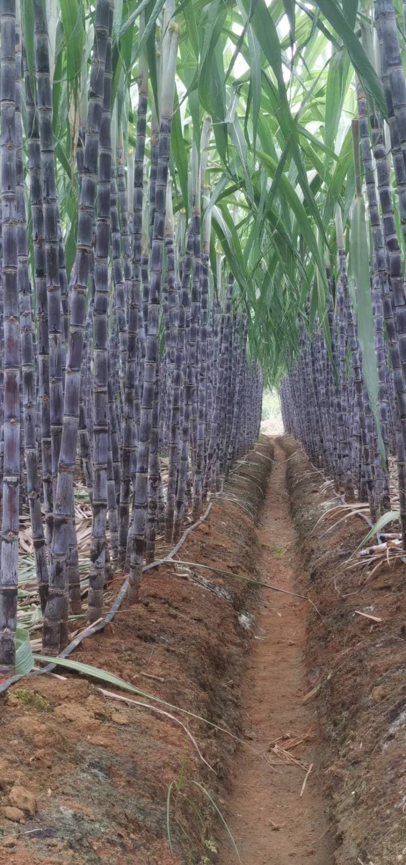 精品黑皮甘蔗广西产地直供一手货源可视频看货价格可谈