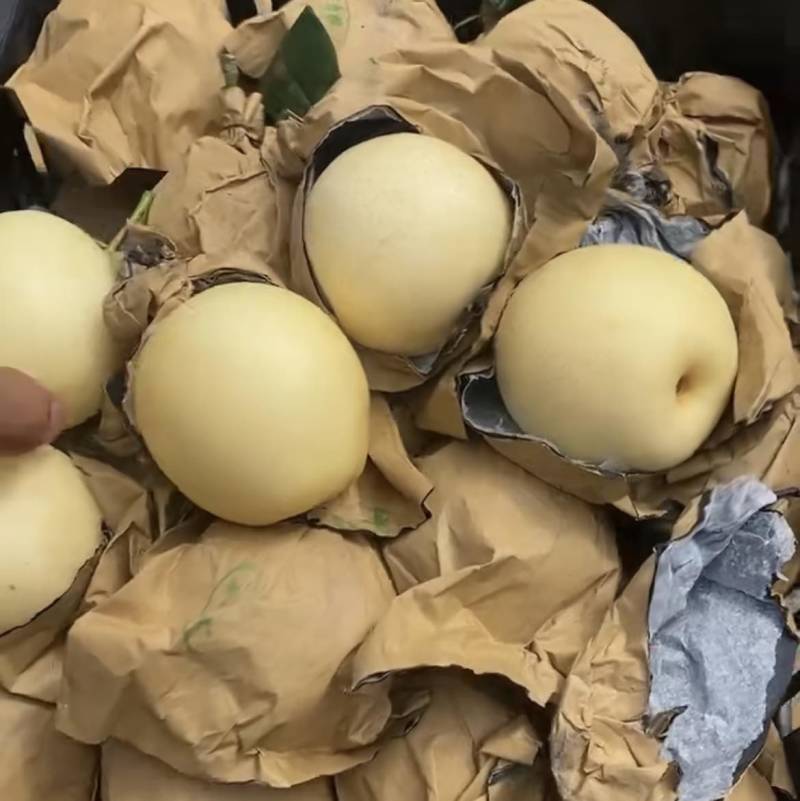 净树皇冠梨🍐3-5毛一斤，海量货源，代发全国各地！价格优