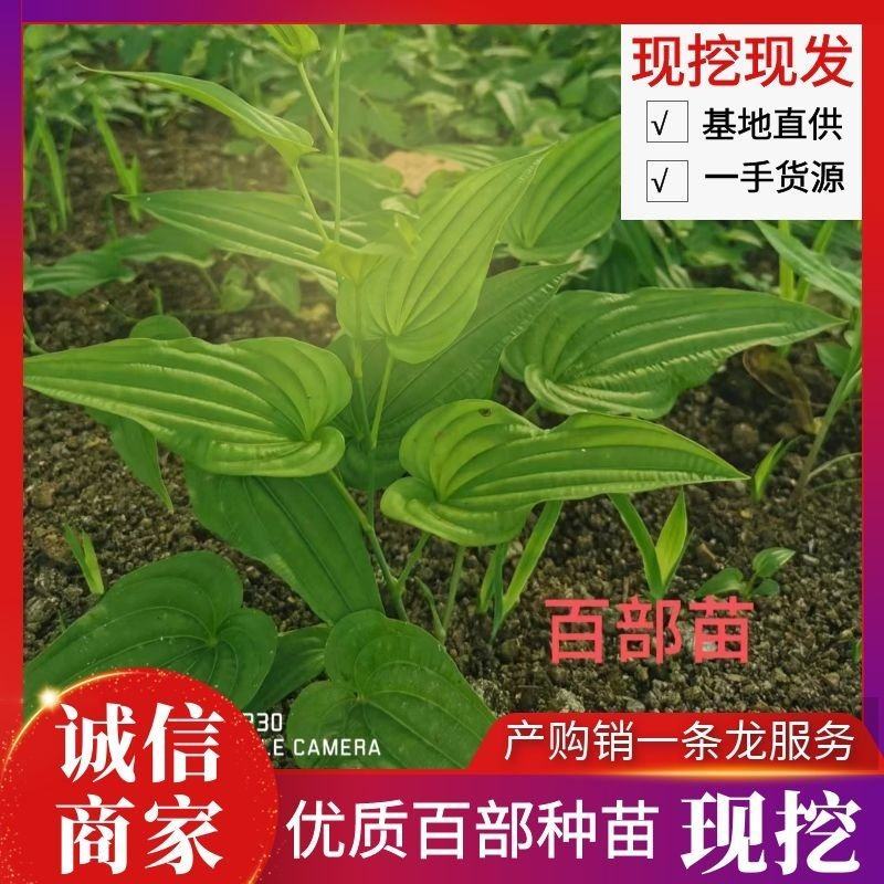 四川百部种苗百部苗基地直发一手货源包回收