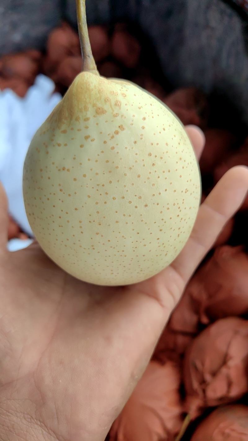 水晶鸭梨，