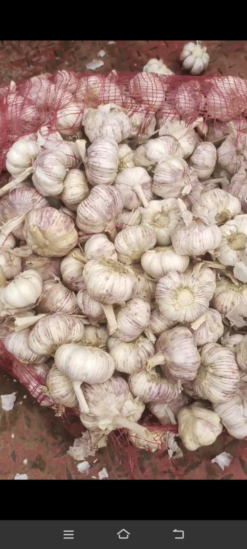 【优质精品】中牟早熟大蒜种子，紫皮红瓣，抽苔早，产量高。