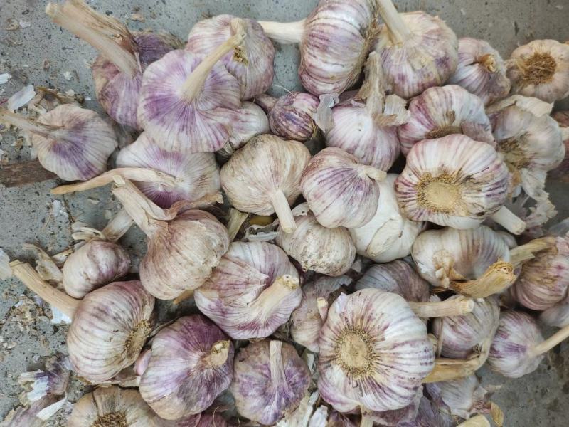 【优质精品】中牟早熟大蒜种子，紫皮红瓣，抽苔早，产量高。