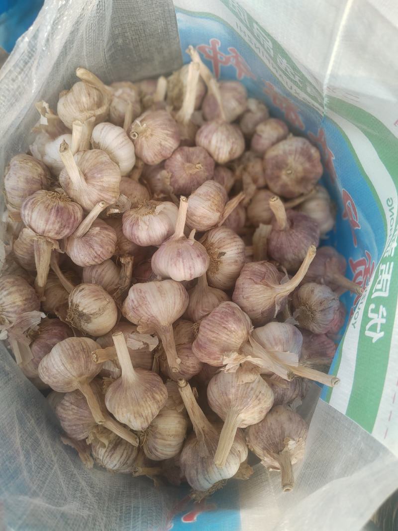 【优质精品】中牟早熟大蒜种子，紫皮红瓣，抽苔早，产量高。