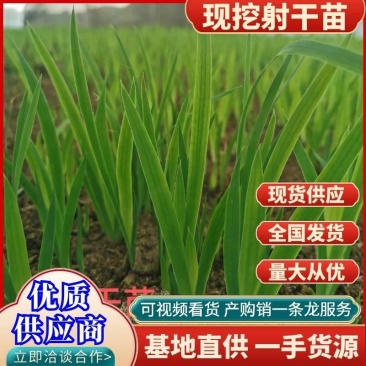[精品]四川射干种苗千亩基地直发一手货源可实地考察