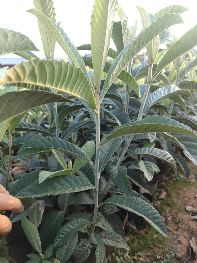 大五星枇杷杯苗