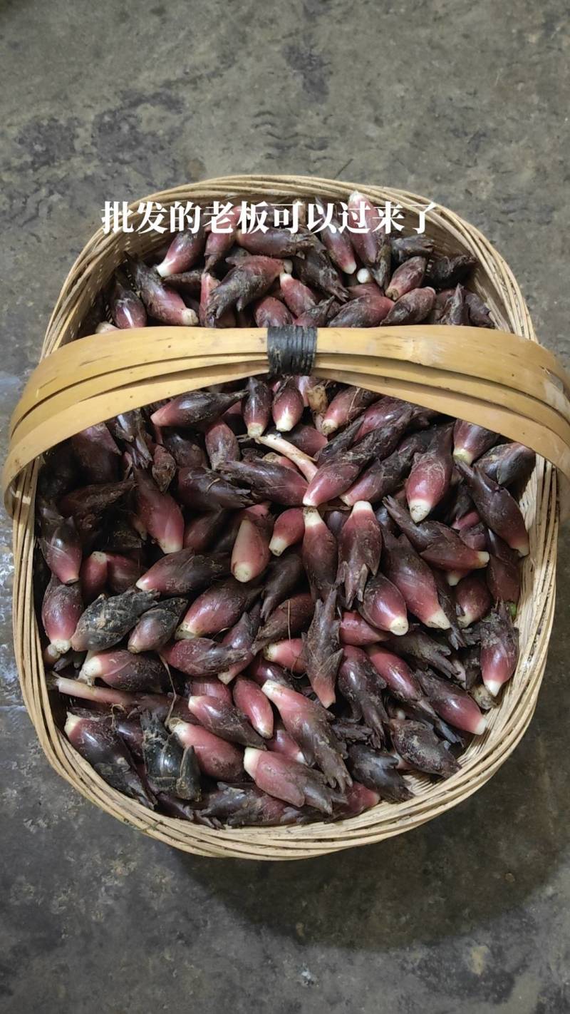 湖北恩施高山洋荷，基地一手货源量大批发，自提，配送，空运