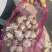 【优质精品】中牟早熟大蒜种子，紫皮红瓣，抽苔早，产量高。