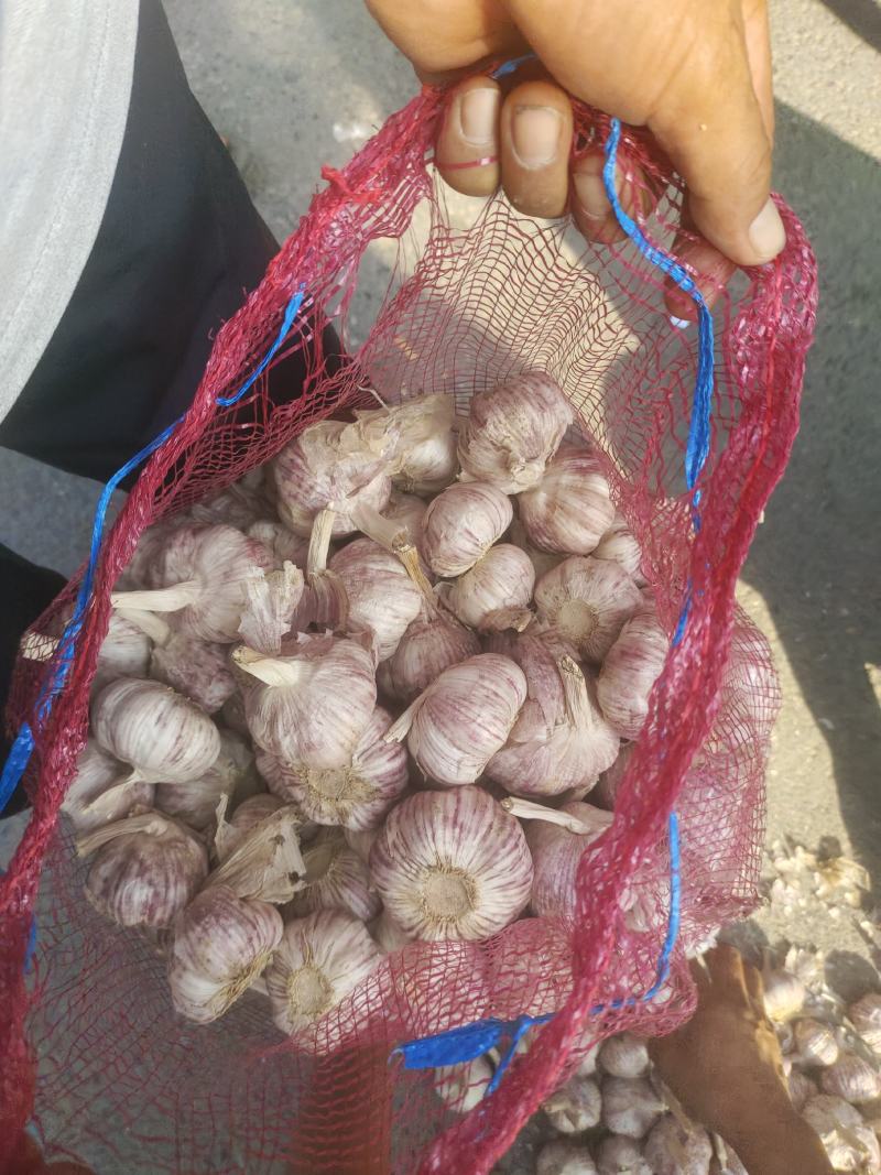 【优质精品】中牟早熟大蒜种子，紫皮红瓣，抽苔早，产量高。