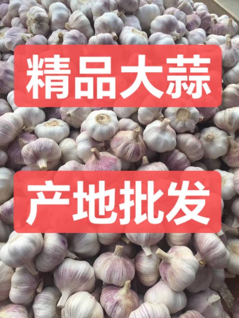 山东精品紫皮大蒜白皮大蒜产地批发保证质量全国发货