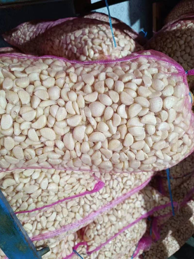 山东精品紫皮大蒜白皮大蒜产地批发保证质量全国发货