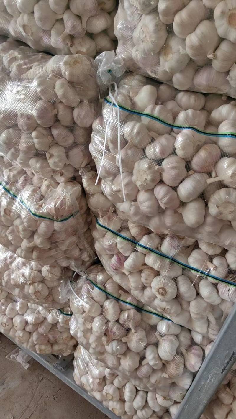 山东精品紫皮大蒜白皮大蒜产地批发保证质量全国发货
