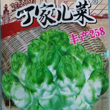 丁家儿菜种子早熟儿菜种子抱子芥种子早熟中心柱大