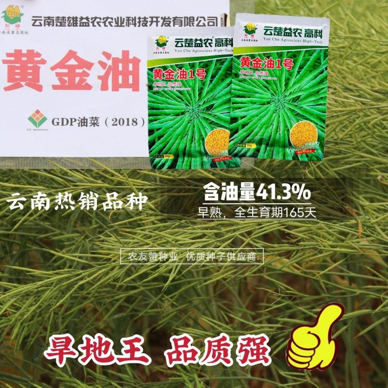 云南黄金油1号油菜种子黄籽油菜种籽旱地王抗倒伏强抗病早熟